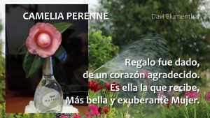 CAMELIA PERENNE