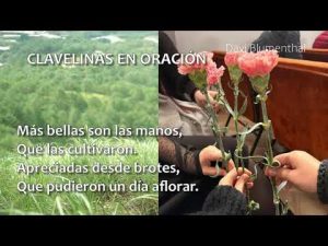 CLAVELINAS EN ORACIÓN