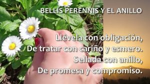 BELLIS PERENNIS Y EL ANILLO